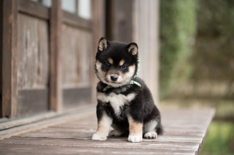 和風総本家 マスコット犬 豆助 襲名披露 18代目以来2度目の黒豆柴は歴代最小 ニュース画像 Deview デビュー