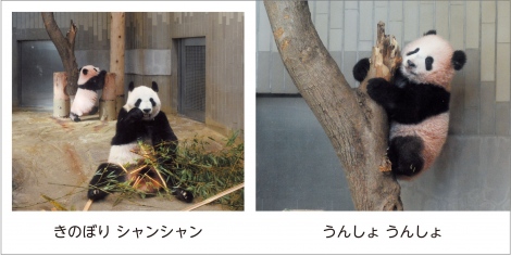 1歳になった上野動物園のパンダ シャンシャン 誕生日に絵本2冊同時発売 6枚目 ニュース画像 Deview デビュー