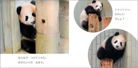 1歳になった上野動物園のパンダ シャンシャン 誕生日に絵本2冊同時発売 4枚目 ニュース画像 Deview デビュー