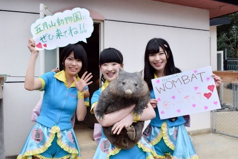 五月山動物園のウォンバットの婚活を応援するアイドル Keepergirls 2ndメンバーを募集中 ニュース Deview デビュー